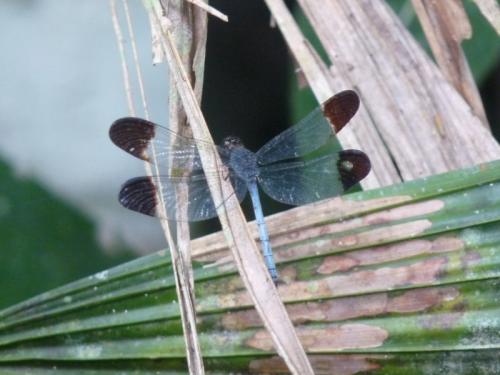 Uracis imbuta